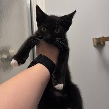 Domestic Short Hair Cats Available for Adoption in Port Charlotte, Florida - Henry | PetCurious