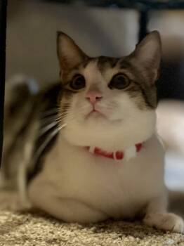 Rescue Domestic Short Hair Cats for Adoption in Philadelphia, Pennsylvania - Toby | PetCurious