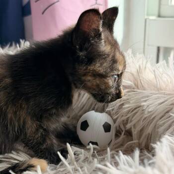 Fifa -  Domestic Short Hair Cat for Adoption in Jupiter, Florida - Fifa | PetCurious