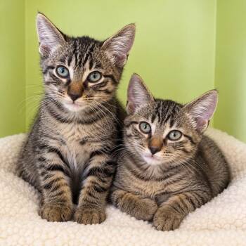 Pan and Hermes -  Domestic Short Hair Cat for Adoption in Pontiac, Michigan - Pan And Hermes | PetCurious