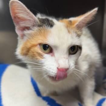 Tilly -  Domestic Short Hair Cat for Adoption in Henderson, Kentucky - Tilly | PetCurious