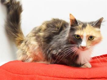 Domestic Medium Hair Cats Available for Adoption in Sacramento, California - MILA | PetCurious
