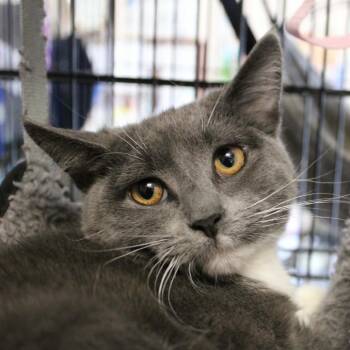 Domestic Short Hair Cats Available for Adoption in Saugerties, New York - Amiga | PetCurious
