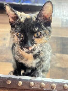 Star -  Tortoiseshell Cat for Adoption in Mesa, Arizona - Star | PetCurious