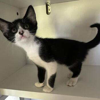 Domestic Short Hair Cats Available for Adoption in San Saba, Texas - Winnie | PetCurious