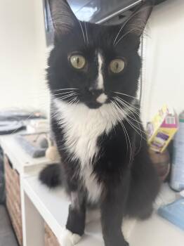 Rescue Tuxedo Cats for Adoption in New York, New York - Robin | PetCurious