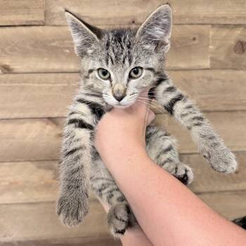 Ducky -  Domestic Short Hair Cat for Adoption in Medford, Oregon - Ducky | PetCurious