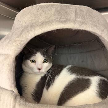 Domestic Short Hair Cats Available for Adoption - Louise | PetCurious