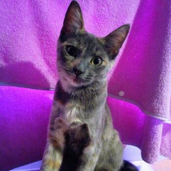 Violet -  Domestic Short Hair Cat for Adoption in Calimesa, California - Violet | PetCurious