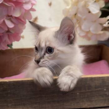 Harrison -  Domestic Long Hair and Siamese Cat for Adoption in Newberg, Oregon - Harrison | PetCurious