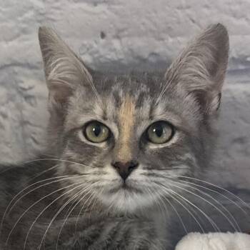Kai -  Domestic Short Hair Cat for Adoption in Harrisonburg, Virginia - Kai | PetCurious