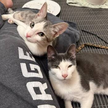 Domestic Short Hair Cats Available for Adoption - Puffin & Walrus | PetCurious