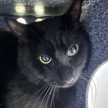 Domestic Short Hair Cats Available for Adoption - Bandana | PetCurious