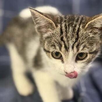 Catwoman -  American Shorthair Cat Available for Adoption in Brea, California - Catwoman | PetCurious