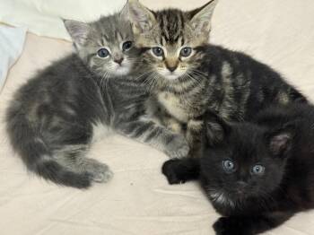 Domestic Short Hair Cats Available for Adoption - Star | PetCurious