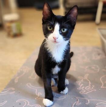 Marabell -  Tuxedo Cat for Adoption in Villa Park, California - Marabell | PetCurious
