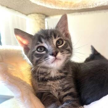 Salmon -  Domestic Short Hair Cat for Adoption in Victoria, British Columbia - Salmon | PetCurious