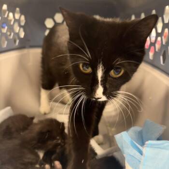 Jelly (Vanessa) -  Domestic Short Hair Cat for Adoption in Wheeling, Illinois - Jelly (Vanessa) | PetCurious