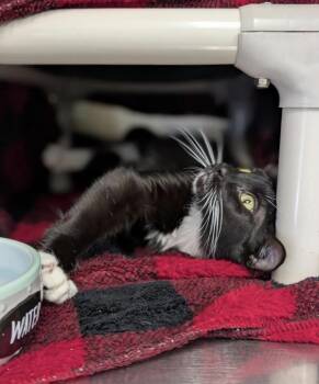 Domestic Short Hair Cats Available for Adoption in Kelowna, British Columbia - Sourdough | PetCurious