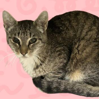 Penelope -  Domestic Short Hair Cat for Adoption in Reno, Nevada - Penelope | PetCurious