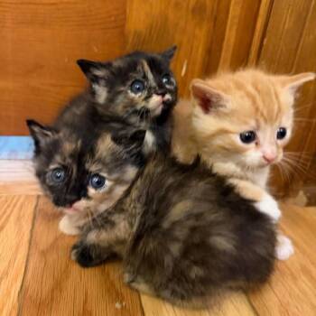 Domestic Short Hair Cats Available for Adoption in Madison, Wisconsin - Blossom | PetCurious