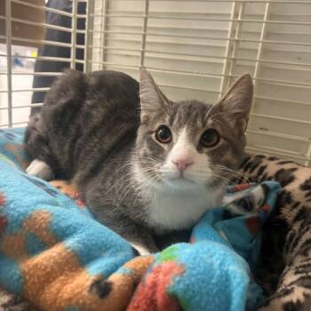 Toby -  Domestic Short Hair Cat for Adoption in Margate, Florida - Toby | PetCurious