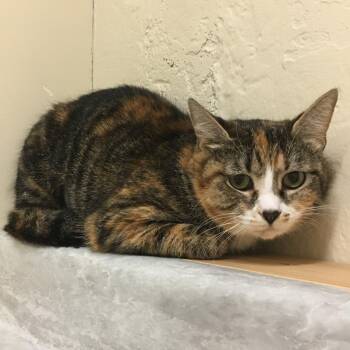 Domestic Short Hair Cats Available for Adoption in Middlebury, Vermont - Callie | PetCurious