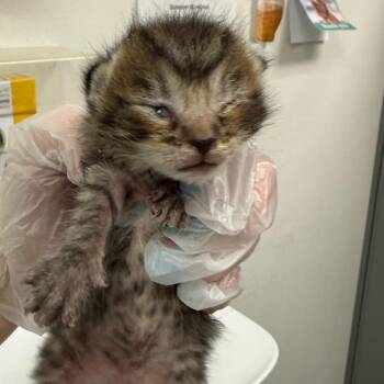 Squirmish -  Domestic Medium Hair Cat for Adoption in Charleston, West Virginia - Squirmish | PetCurious