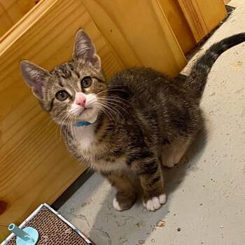 Brooks -  Domestic Short Hair Cat for Adoption in Jamestown, North Dakota - Brooks | PetCurious