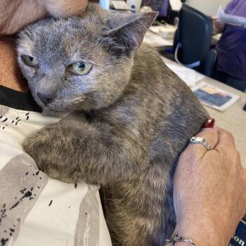Pookie Bear -  Domestic Short Hair Cat for Adoption in Blue Ridge, Georgia - Pookie Bear | PetCurious