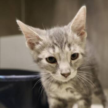 Lyle -  Domestic Short Hair Cat for Adoption in Briarcliff Manor, New York - Lyle | PetCurious