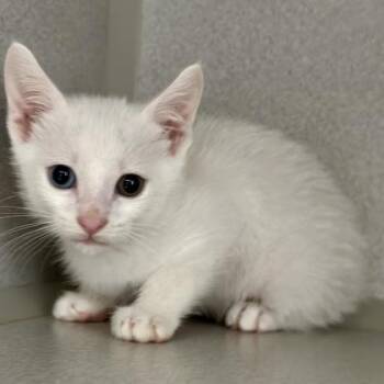 -Mister -  Domestic Medium Hair Cat for Adoption in Red Bluff, California - -Mister | PetCurious