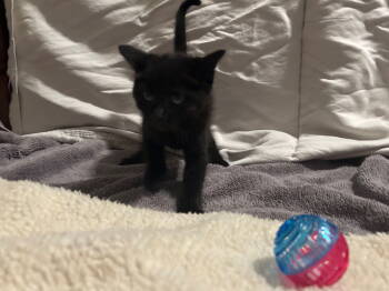 Rescue Domestic Medium Hair Cats for Adoption in Tacoma, Washington - Ramsey | PetCurious