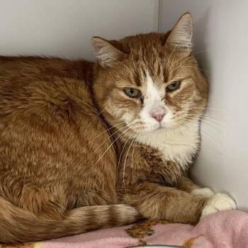 Domestic Short Hair Cats Available for Adoption - Orange Kiss | PetCurious