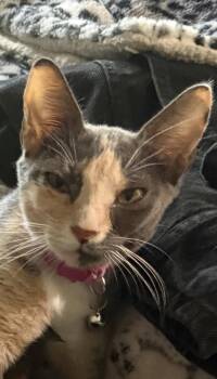 Lucy Lou -  Calico and Dilute Calico Cat for Adoption in Orlando, Florida - Lucy Lou | PetCurious