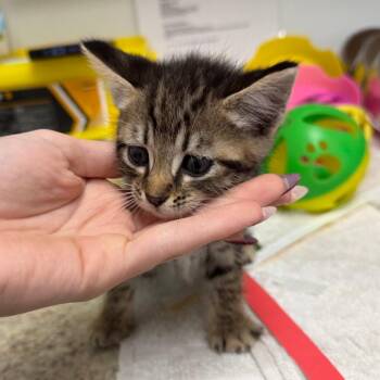 Blueberry -  Domestic Short Hair Cat for Adoption in Blairsville, Georgia - Blueberry | PetCurious