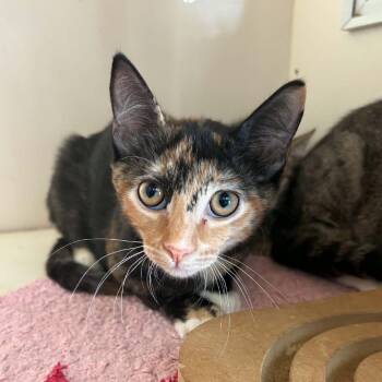 Ellie - Chino Hills Location -  Domestic Short Hair Cat for Adoption in Chino Hills, California - Ellie - Chino Hills Location | PetCurious