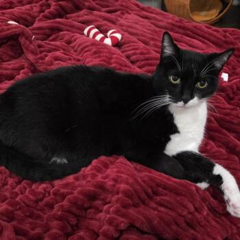Peggy -  Domestic Short Hair Cat for Adoption in Los Angeles, California - Peggy | PetCurious