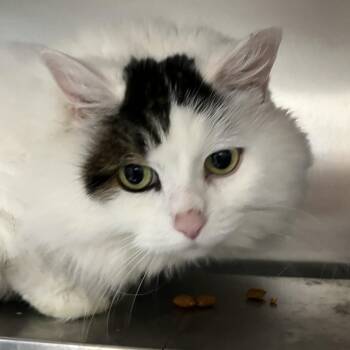 NEIGE (CR/SC) -  Domestic Long Hair Cat for Adoption in Sainte-angèle-de-monnoir, Quebec - NEIGE (CR/SC) | PetCurious