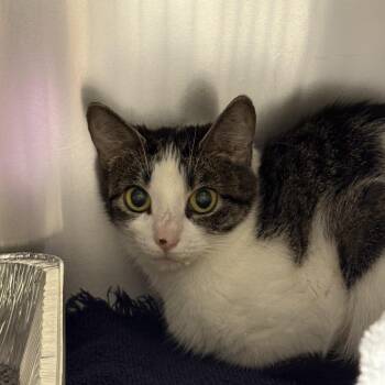 Chiffon -  Domestic Short Hair Cat for Adoption in Asheville, North Carolina - Chiffon | PetCurious