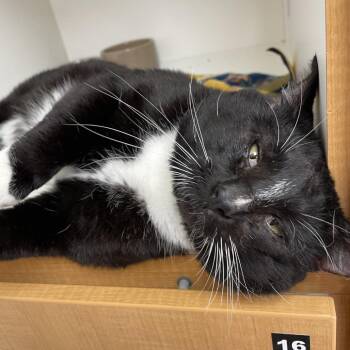 Domestic Short Hair Cats Available for Adoption in Champaign, Illinois - Snoopy | PetCurious