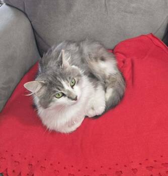 Bagger Vance -  Domestic Long Hair Cat for Adoption in Greensburg, Pennsylvania - Bagger Vance | PetCurious