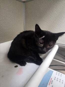 Rescue Domestic Short Hair Cats for Adoption in Tracy, California - CACTUS | PetCurious