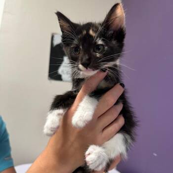 Saturn -  Domestic Short Hair Cat for Adoption in Englewood, Florida - Saturn | PetCurious