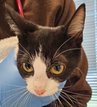 Little Debbie -  Domestic Short Hair Cat for Adoption in Lafayette, Indiana - Little Debbie | PetCurious