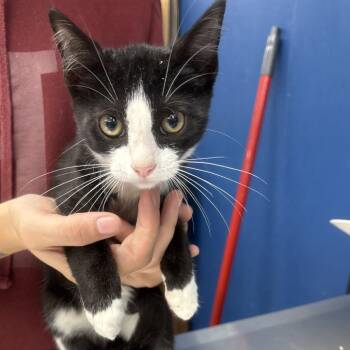 Duchess -  Domestic Short Hair Cat for Adoption in Summerlee, West Virginia - Duchess | PetCurious