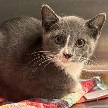 Dune -  Domestic Short Hair Cat for Adoption in East Hanover, New Jersey - Dune | PetCurious