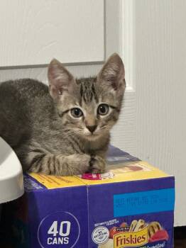 Rescue Domestic Short Hair Cats for Adoption in Miami, Oklahoma - Leo | PetCurious