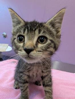 Chloe -  Domestic Short Hair Cat for Adoption in Eugene, Oregon - Chloe | PetCurious