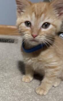 Domestic Short Hair and Tabby Cats Available for Adoption in Poplar Grove, Illinois - Parmesan | PetCurious